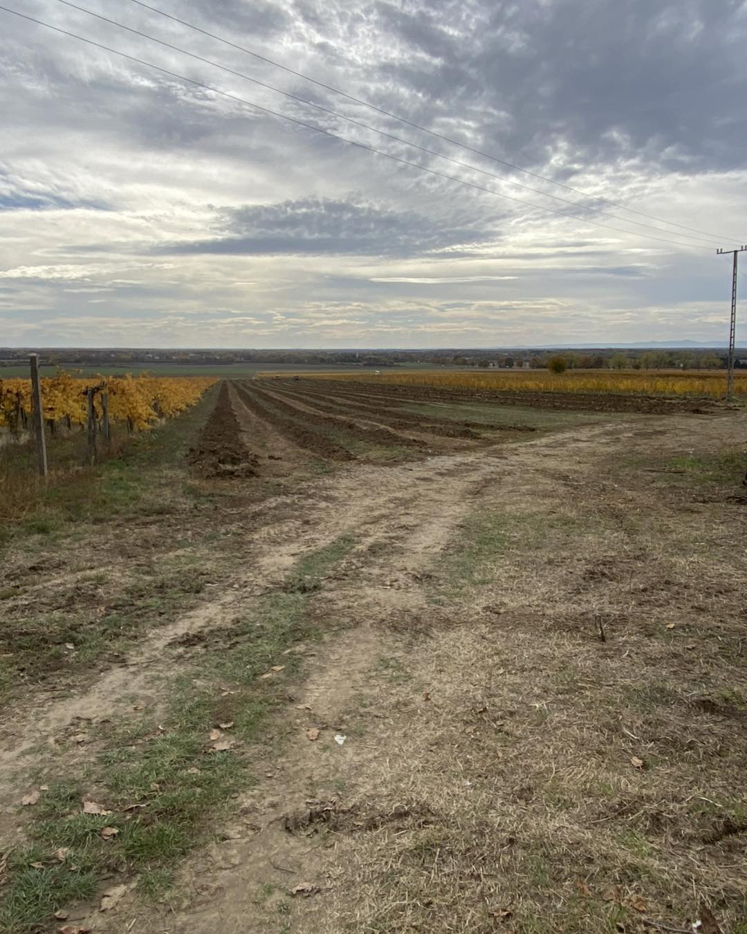 pincészetünk új fehérszőlő-ültetvényeket telepít